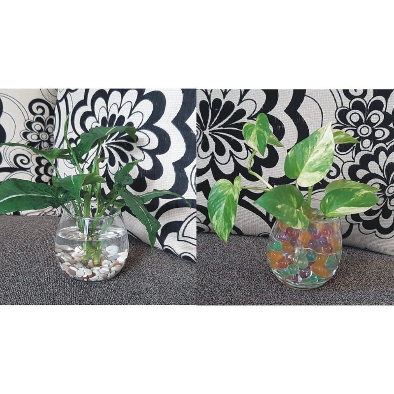 Tanaman air pot kaca