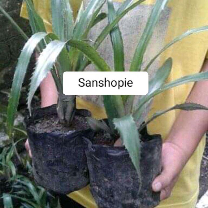 Bibit Nanas Merah Nanas Hutan per bibit