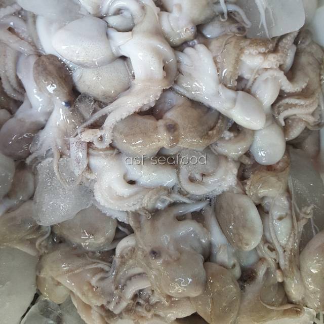 

Baby octopus / baby gurita