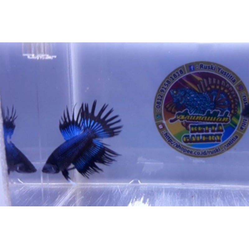 Ikan Cupang Hias Crown Tail Black Orchid (Nice Color)