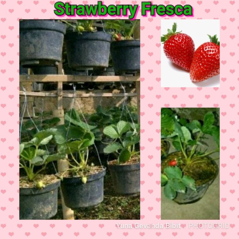 Obral Bibit Tanaman Buah Strawberry Frescaa