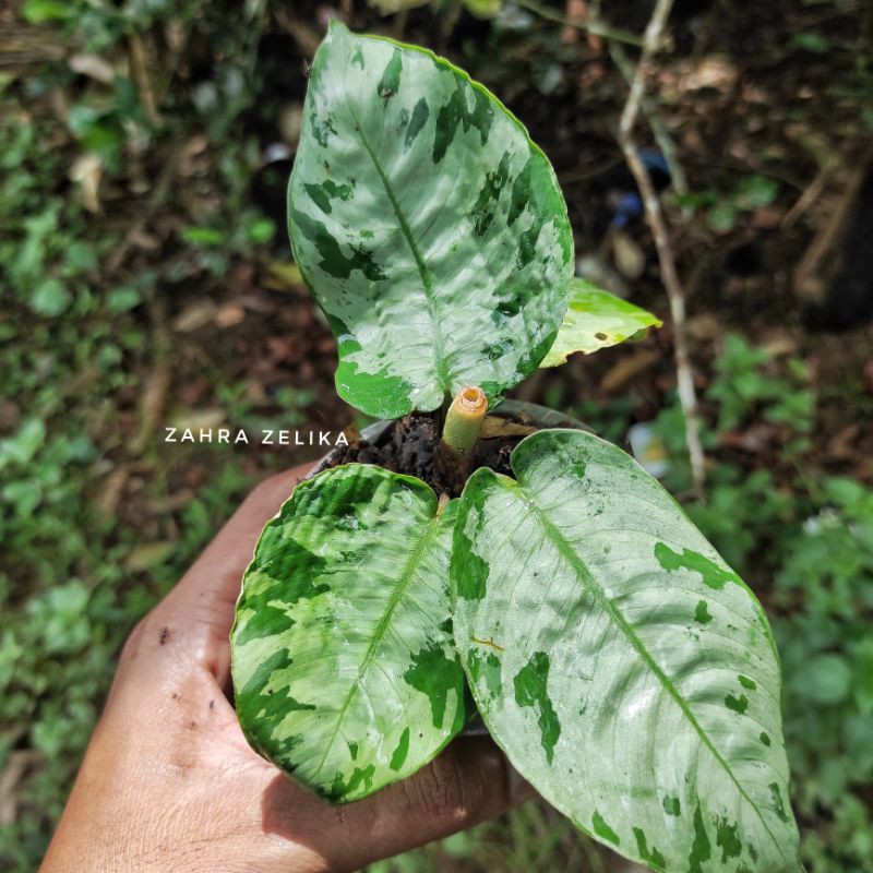 paket 5 jenis homalomena sp borneo