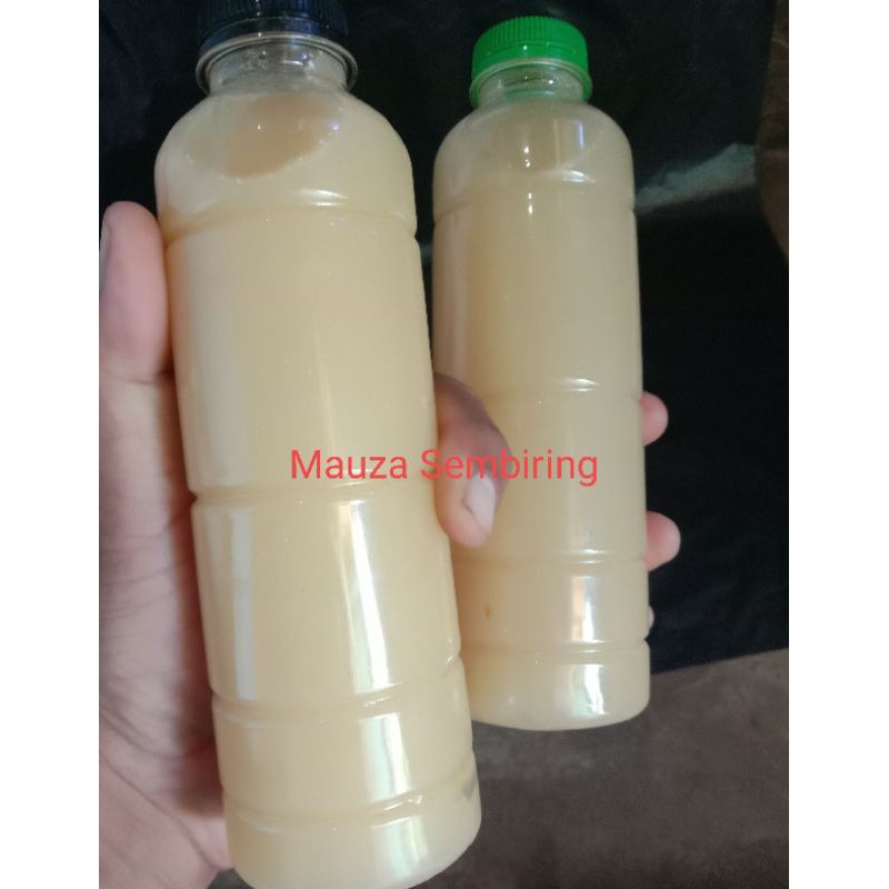 Pakan Kutu Air Moina SP, dan Daphnia magna