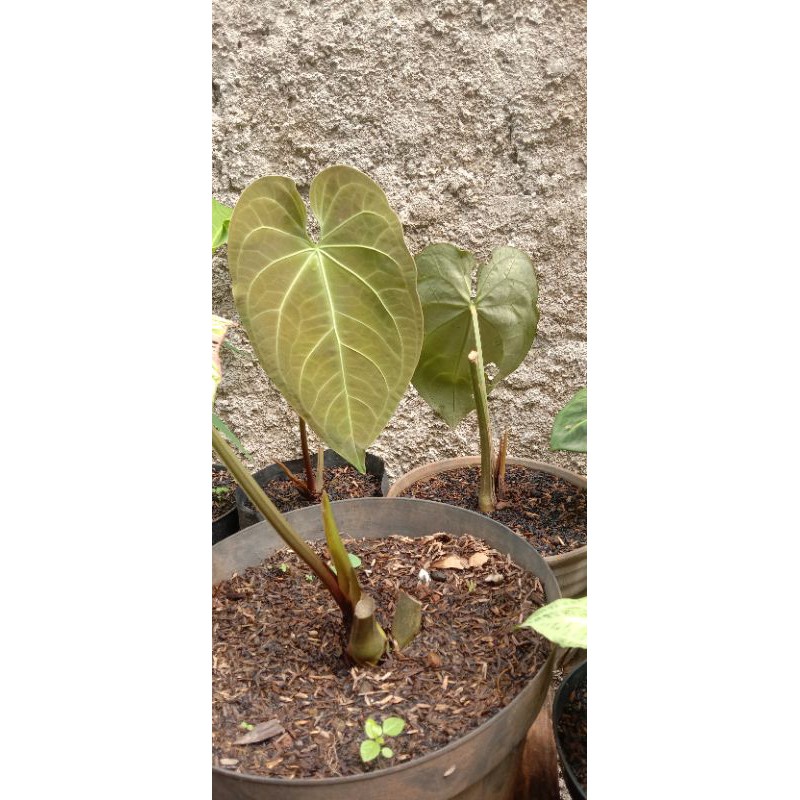 kuping gajah kalong batang kotak stok ready