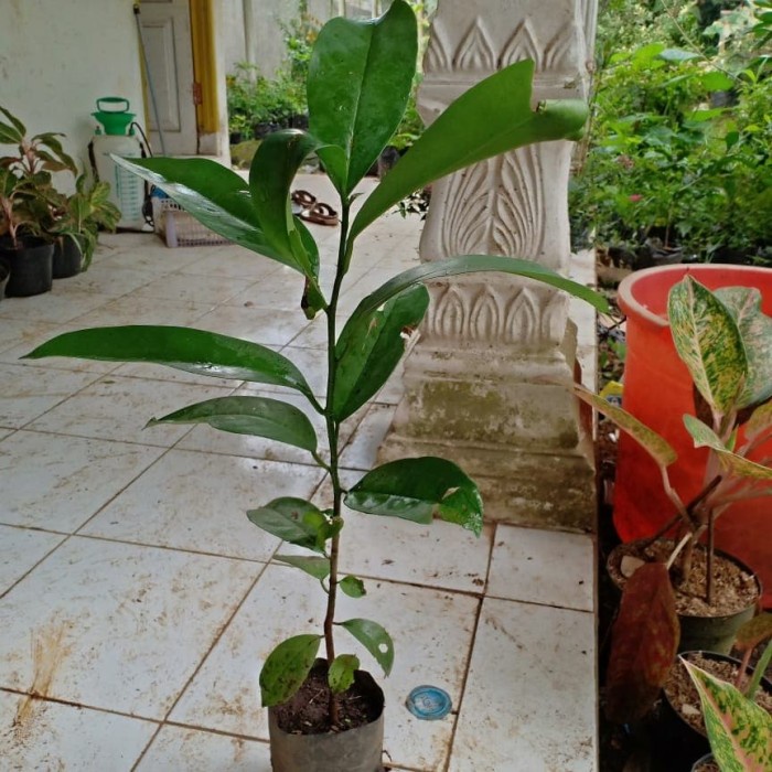 BIBIT TANAMAN BUAH BUNI/POHON BUNI/HUNI/BIGNAY FRUIT