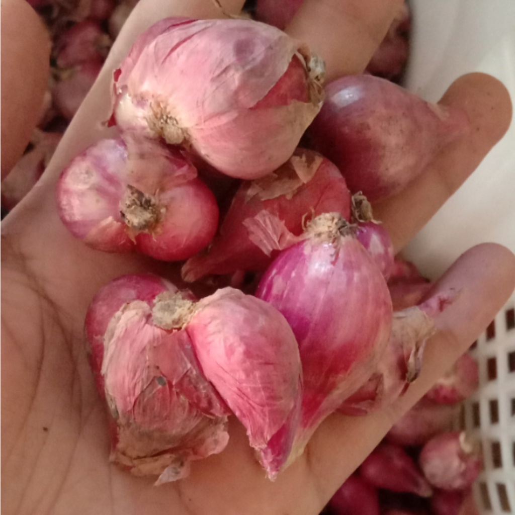 

bawang merah / brambang / brambang lokal