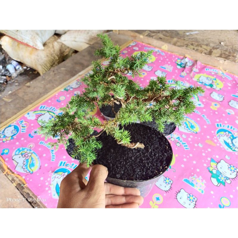 Promo Grosir Bonsai Mini Cemara PuaPua Duri Bonsai Mini Shito Cemara Pua Duri Bonsai Mini