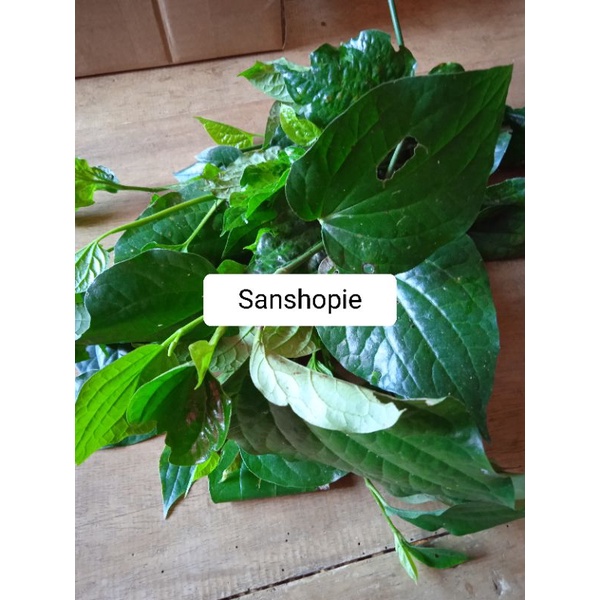 

Daun Karuk Sirih Tanah Paket 250 gram