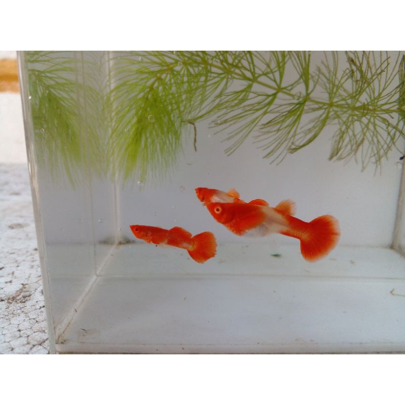 Albino koi gen king koi