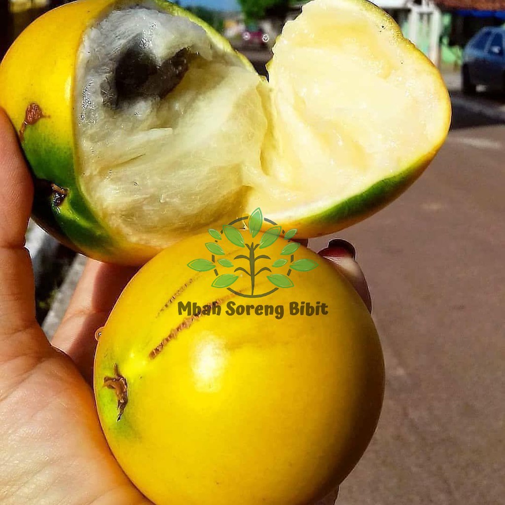 Bibit Sawo Abiu Australi VALID JUMBO Okulasi