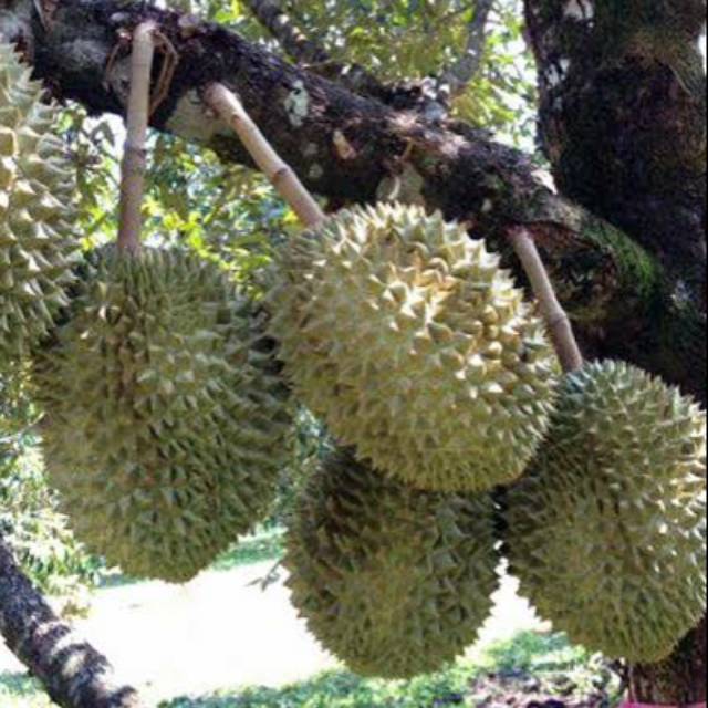 Bibit Durian Montong Unggul Okulasi - Duren Montong - Pohon Duren Montong CEPAT BERBUAH