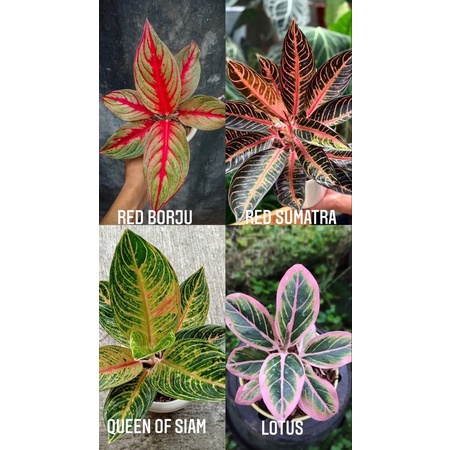 PromoPaket 4 bonggol aglonema lotus delight,red borju,redsumatra,queenofsiam