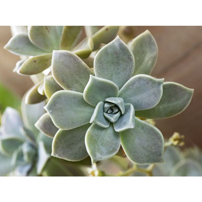 Sukulen ghost plant/ Graptopetalum paraguayense