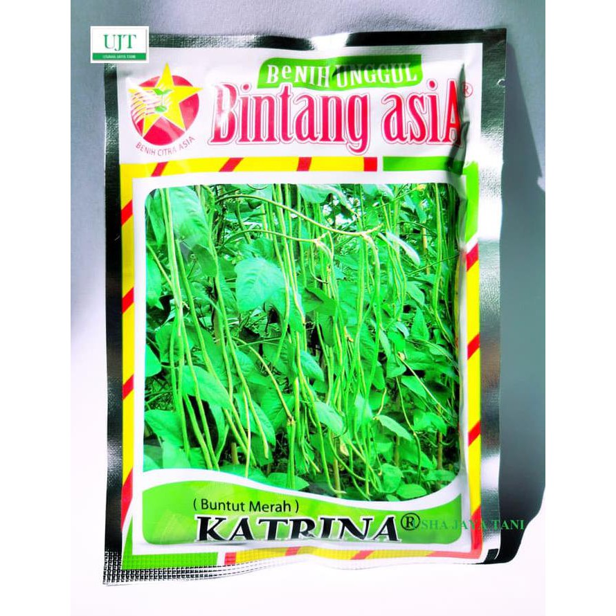 TANAMAN BENIH/BIBIT KACANG PANJANG KATRINA - BUNTUT MERAH ASLI