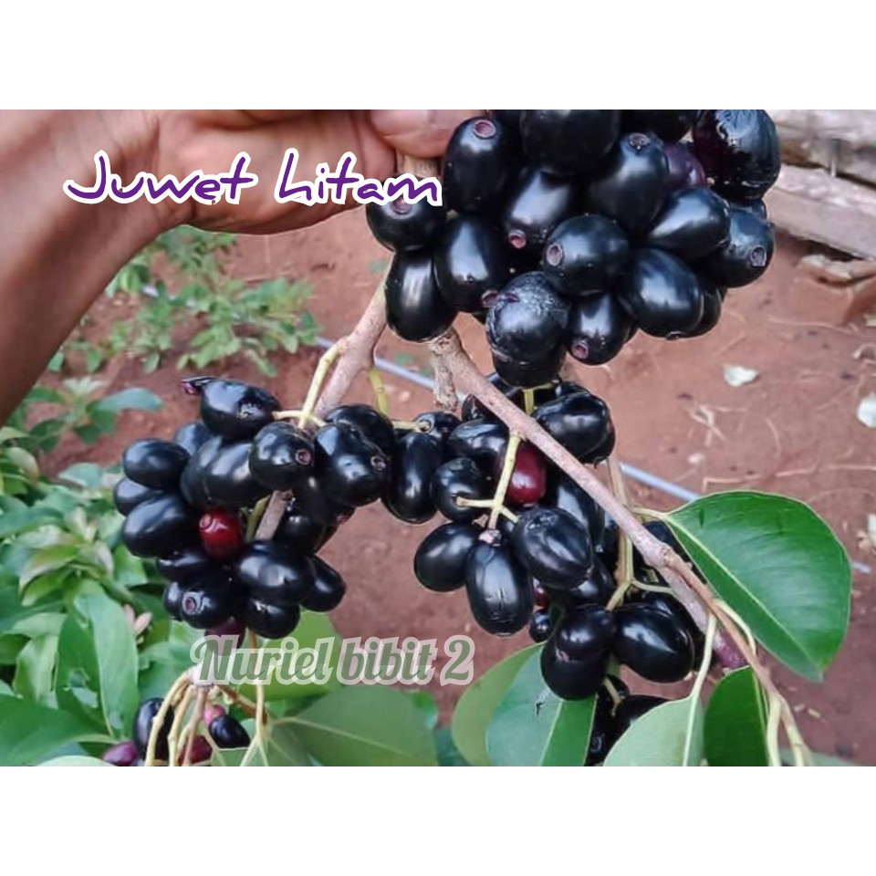 

Bibit Juwet Putih/Hitam Hasil okulasi stek