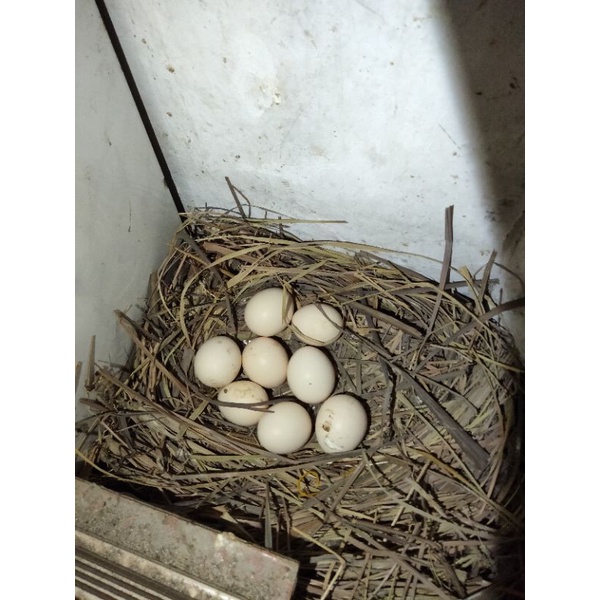 

Telur ayam Bangkok Pakhoy/Mangon paket 4butir/dua pasang telur