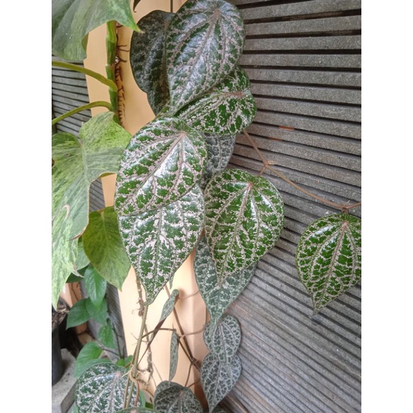 

Daun Sirih Merah segar