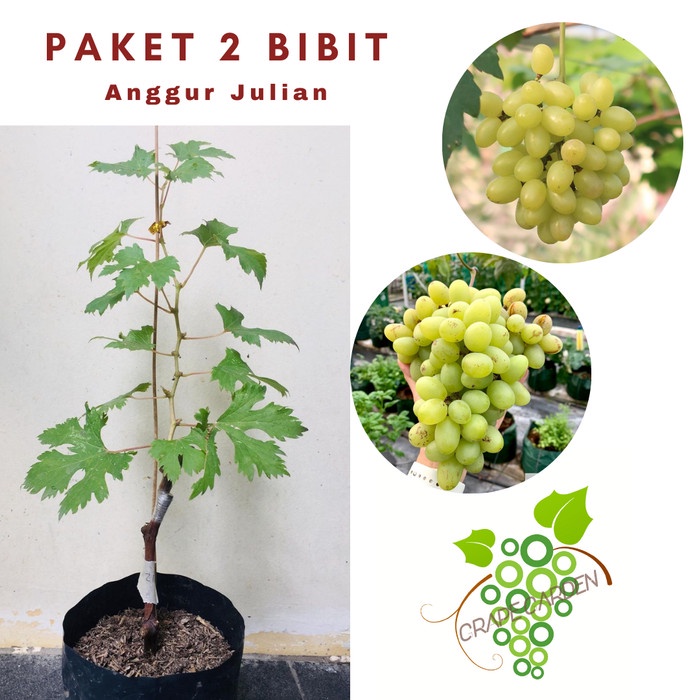 Paket 2 Bibit Anggur Julian Import Grafting