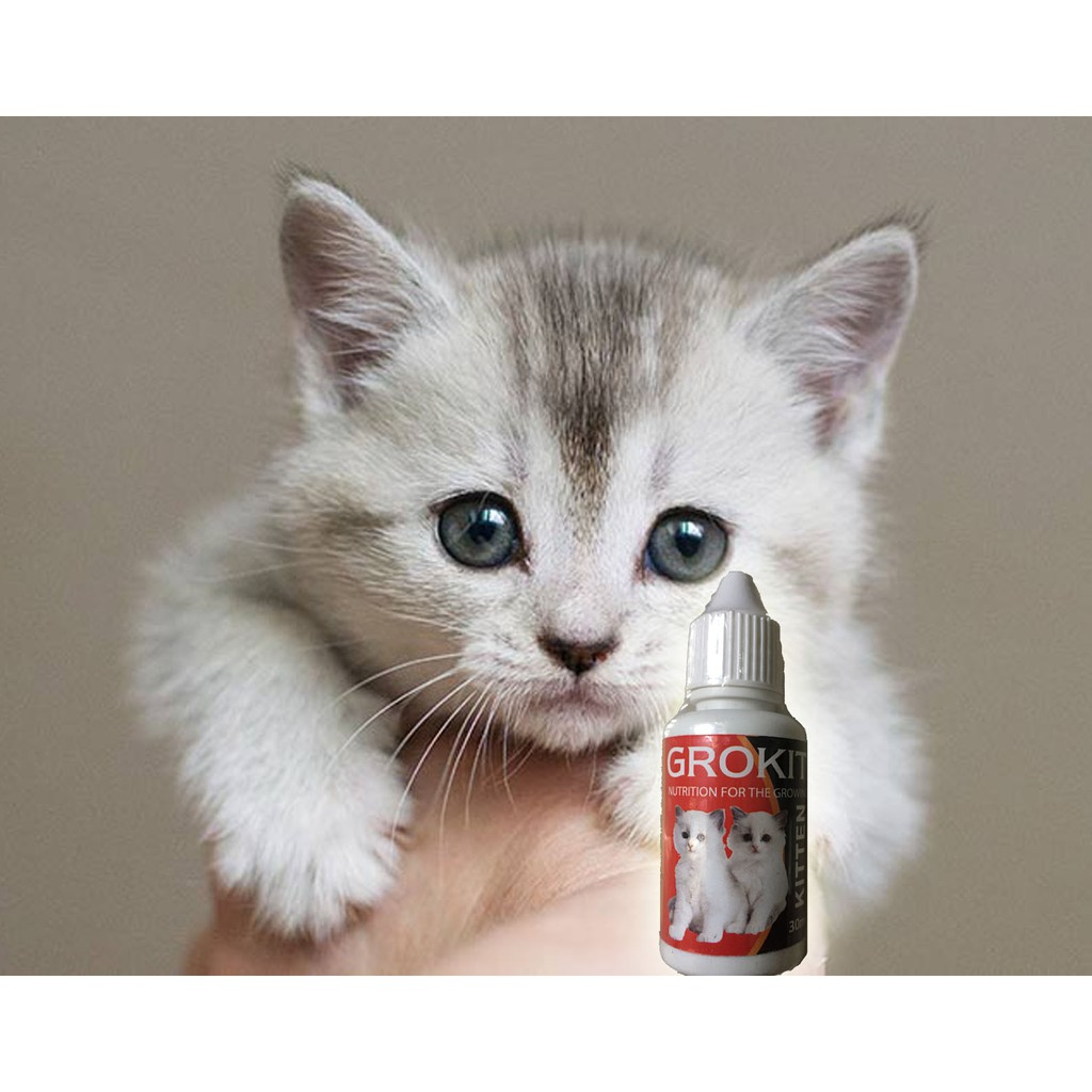 Vitamin Kucing Untuk Pertumbuhan Kitten Anak Kucing Mulai Usia 2 Minggu