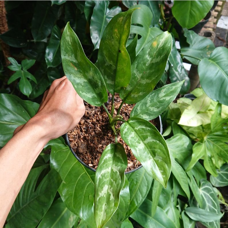 Aglaonema Commutatum