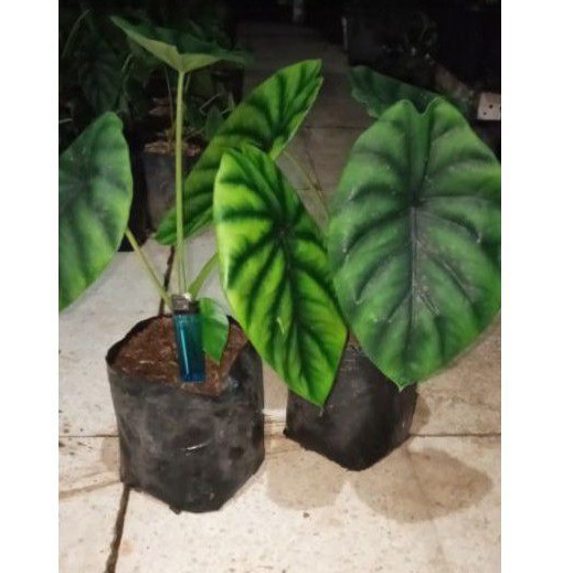 bunga alocasia tengkorak hijau,
