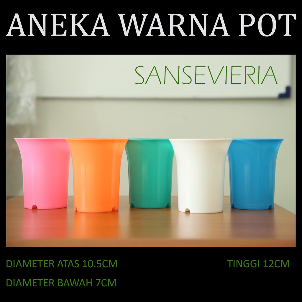 Pot  Sansevieria | Pot Kaktus