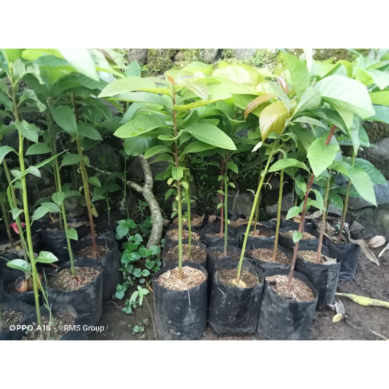 sedling dan entres alpukat hass/cuba asli