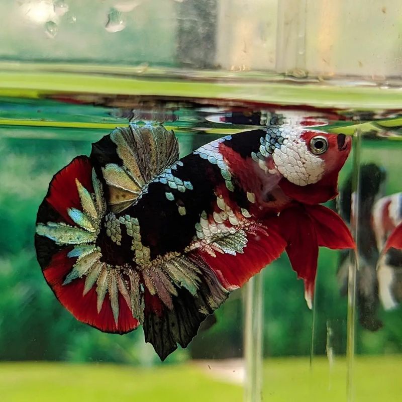 RED KOI COPPER GOLD THAI 🇹🇭 [RKC]