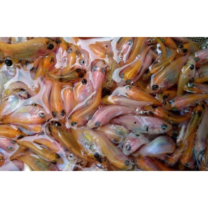100 ekor Bibit Ikan Nila Merah Gesit dan Pakan 1KG  ukuran 6 -9 cm