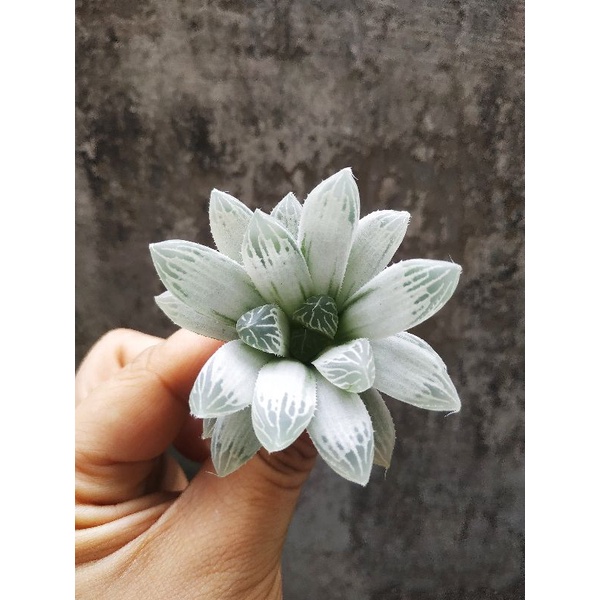 Sukulen Haworthia Silver