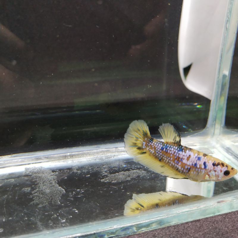 Cupang Hias Giant Multi Yellow Base Female