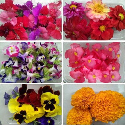 

Mix edible flower TERLARIS