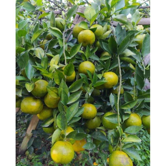 

JERUK siam madu fresh 2 Kg PROMO
