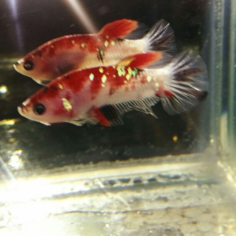 CUPANG BABY GRADE MALE NEMO GOLD COOPER SIZE S TO M