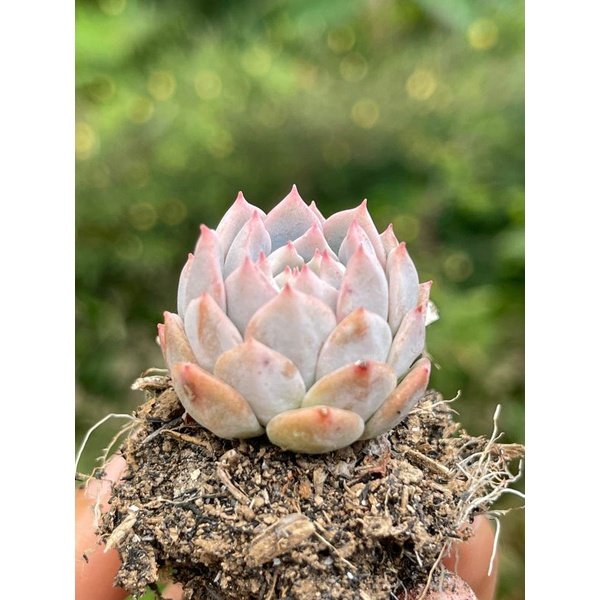 Sukulen Echeveria Prolifica Ala Korea