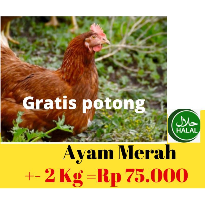 

Ayam Merah / Ayam segar / Ayam Potong Berat 2KG -+