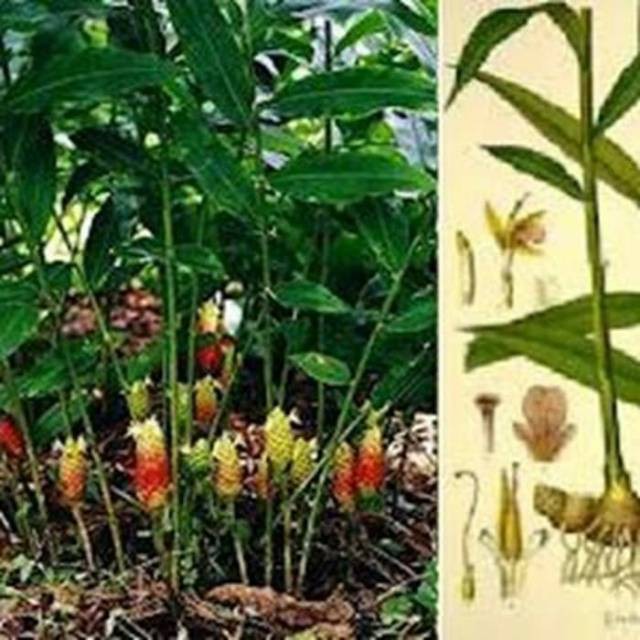 Bibit tanaman lempuyang herbal lempuyang