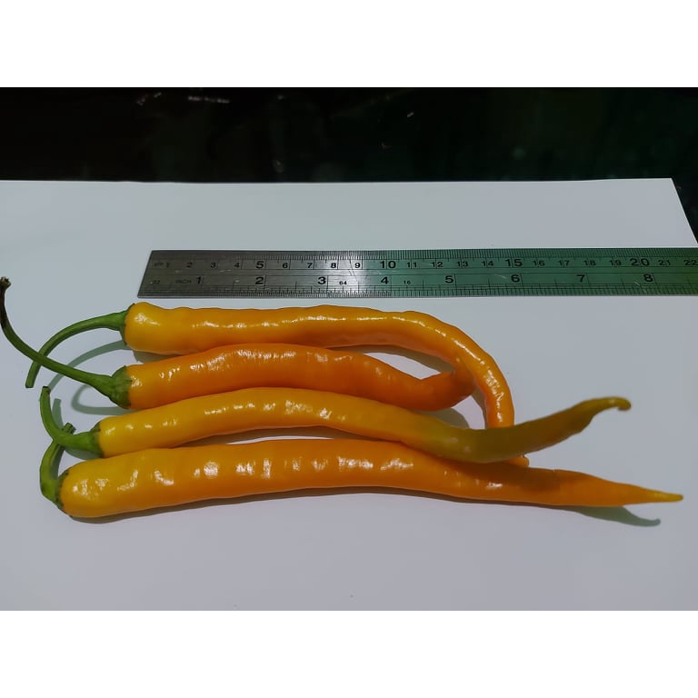 Benih Bibit Biji - Cabai Solar Flare Pepper Cabe Orange Keriting Panjang Seeds