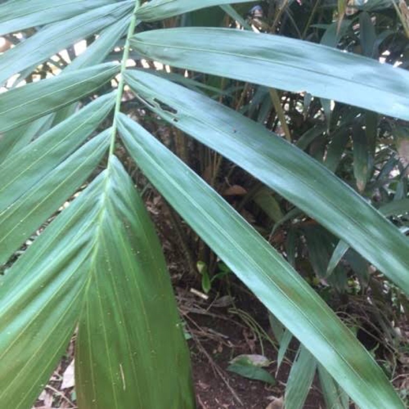 

daun pohon salak segar