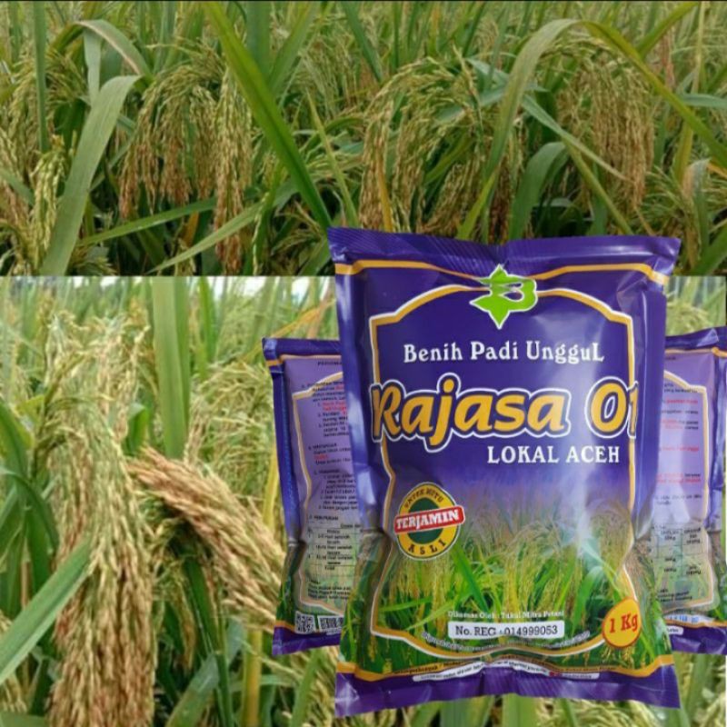 Benih Padi Rajasa 01 Galur Lokal Aceh