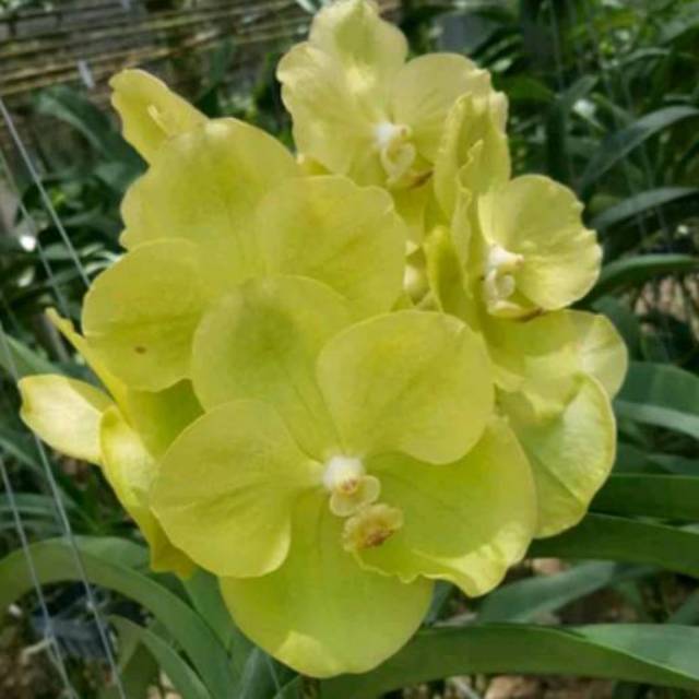 Anggrek Vanda Hybrid Dewasa Hijau bunga Besar