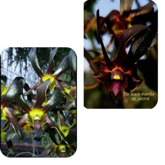 Anggrek Dendrobium black spider X black mamba dewasa