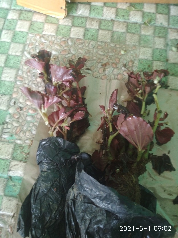 Tanaman Hias Begonia Tanaman Bunga Begonia