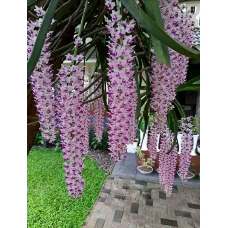 Anggrek Retusa/ekortupai