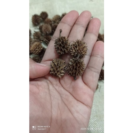 durian mini /biji bijian / bungakering