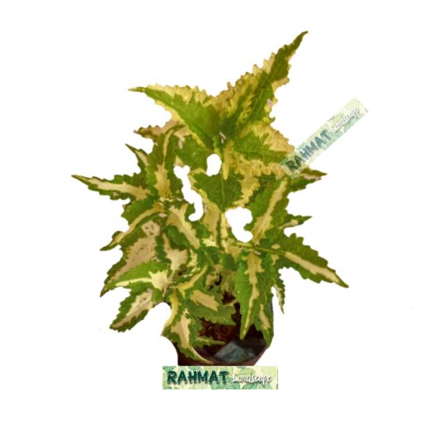 Tanaman hias miana kuning / tanaman miana / tanaman hias miana / miana kuning