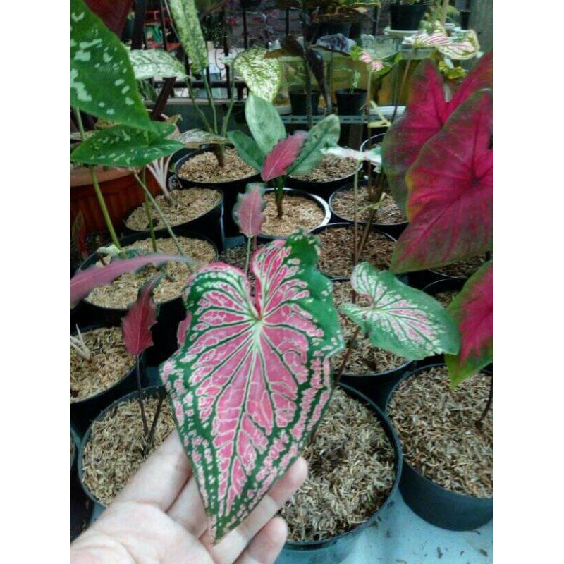 keladi wayang pink/keladi simphony