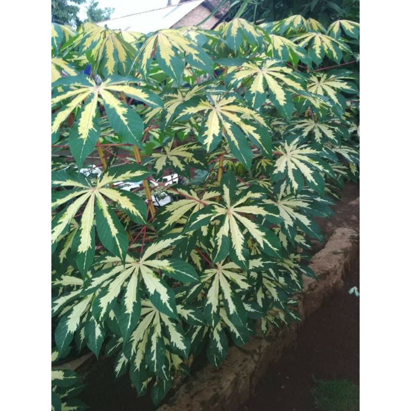 

singkong varigata beli 2 gratis 1