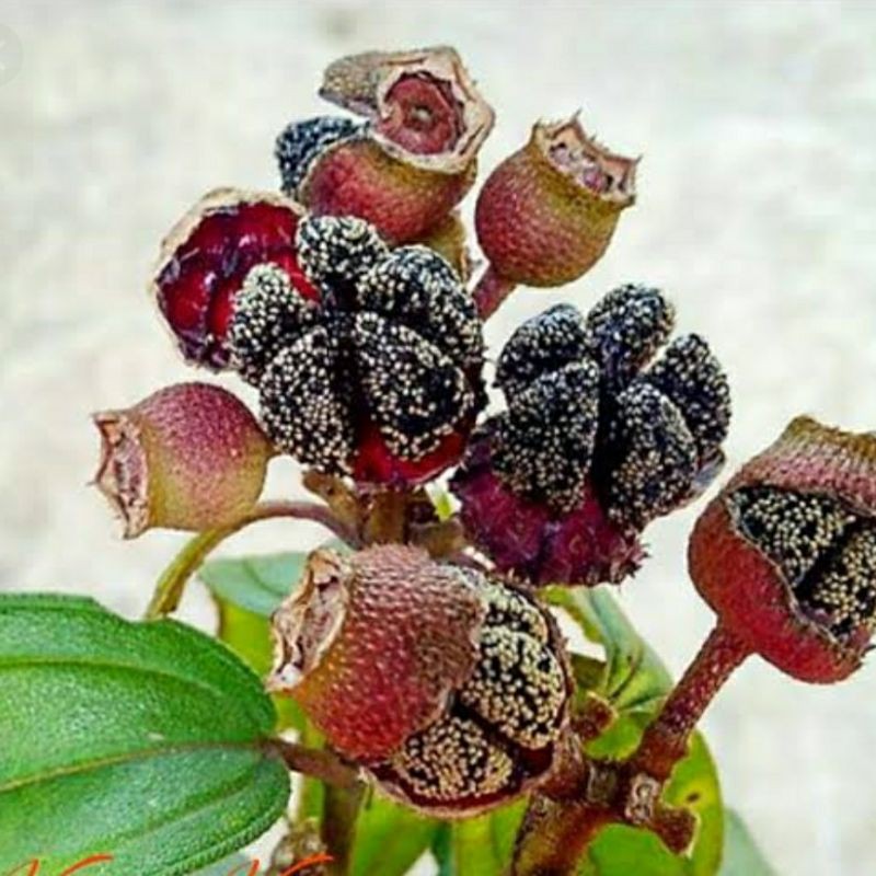 

buah harenong besar/harenong hutan