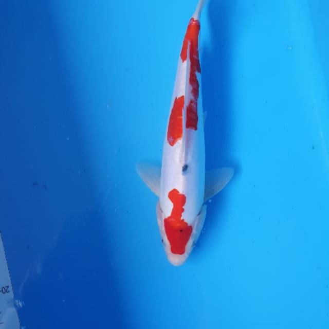 markusaryapratama